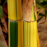 Phyllostachys vivax Huangwenzhu inversa 2  Phyllostachys vivax Huangwenzhu inversa 2